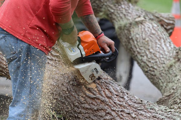 How to find a good tree removal company