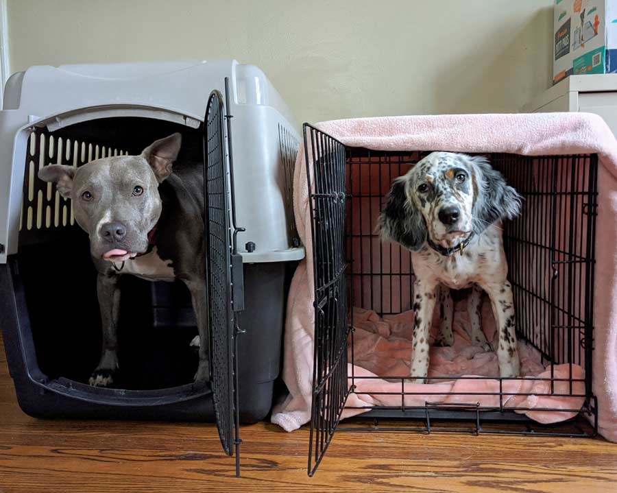 Do’s and Do Nots of Puppy Crate Training